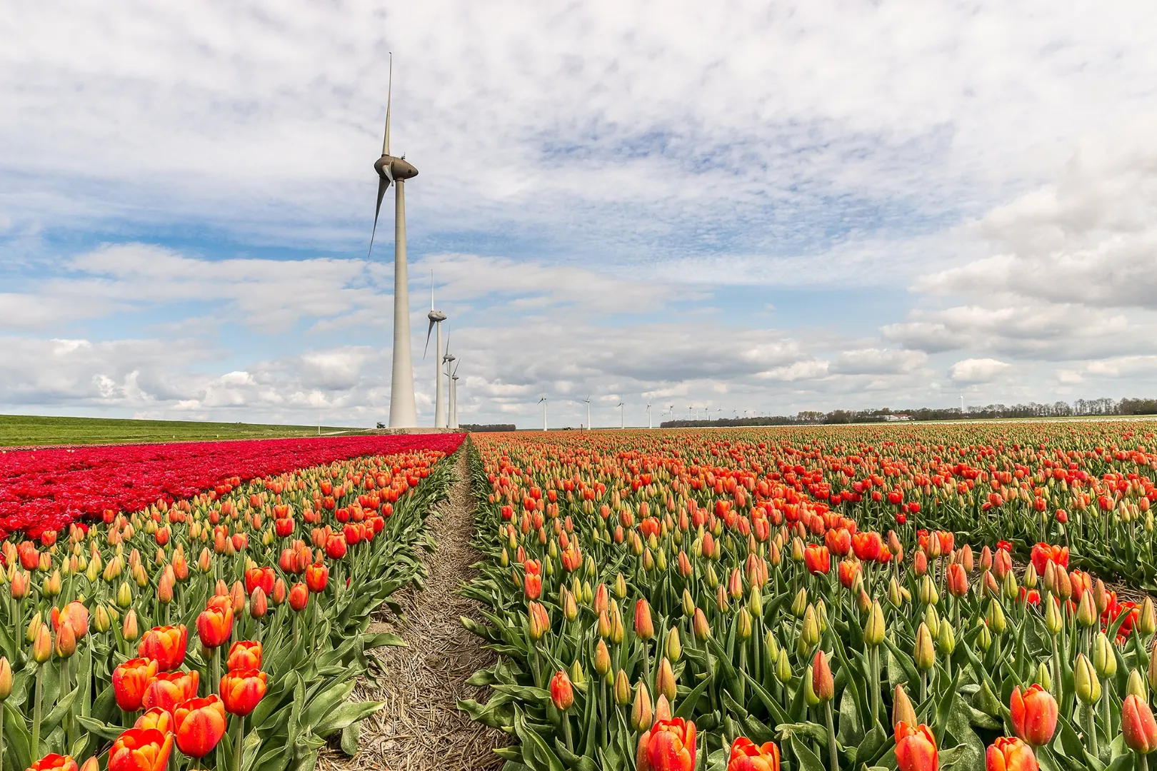 Tulpenvelden-Nederland.webp