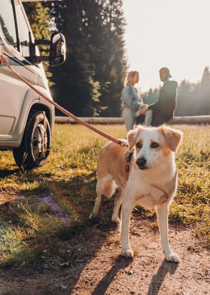 Plaats genoeg constante Camper huren met hond | Wijnen Camperverhuur in Limburg (nabij Venlo)